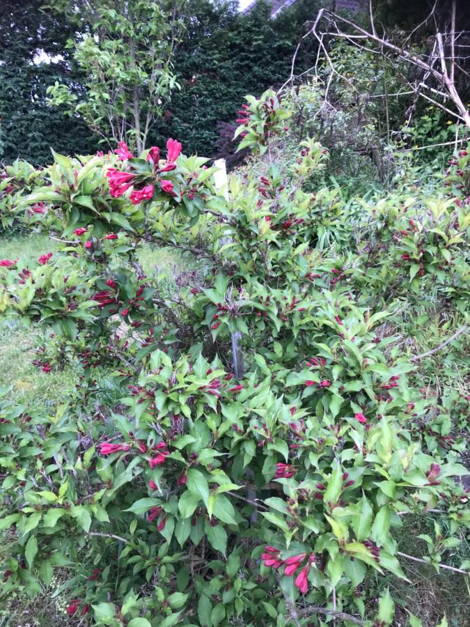 Appart Les Cerises Entre Strasbourg Et Haguenau Bischwiller Ngoại thất bức ảnh