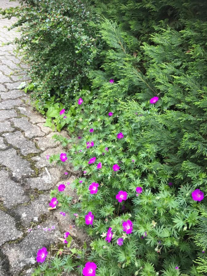 Appart Les Cerises Entre Strasbourg Et Haguenau Bischwiller Ngoại thất bức ảnh